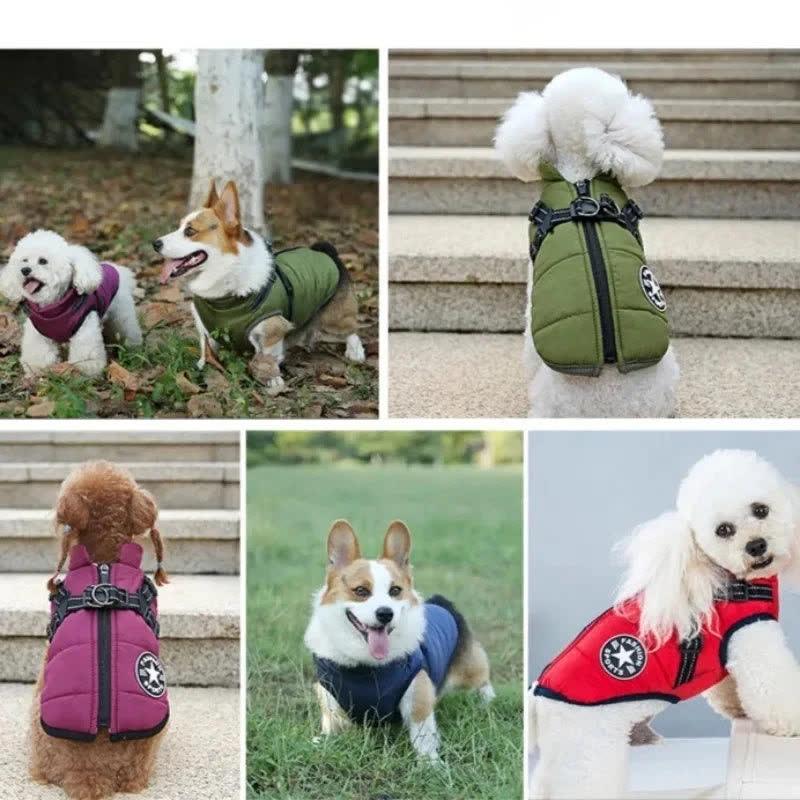 Poodles and corgis wearing the jacket in olive, burgundy and navy